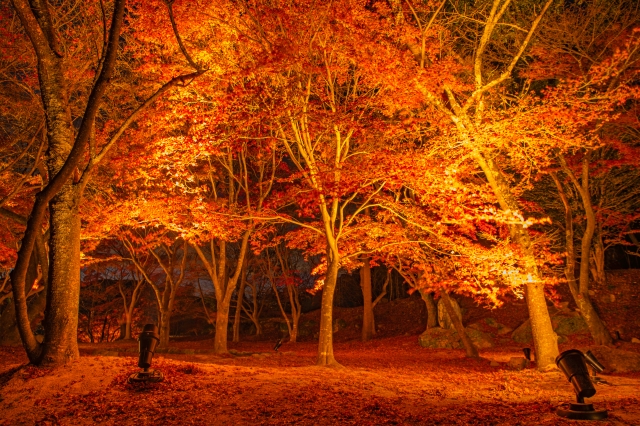 宝満宮竈門神社　紅葉